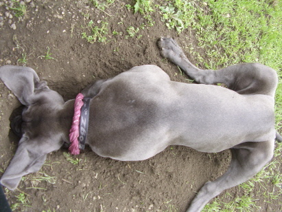 Gartenarbeit Gartenarbeit