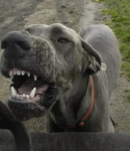 Schöne Alba ist eine totall süsse die immer gerne lacht.... Schöne Alba ist eine totall süsse die immer gerne lacht....